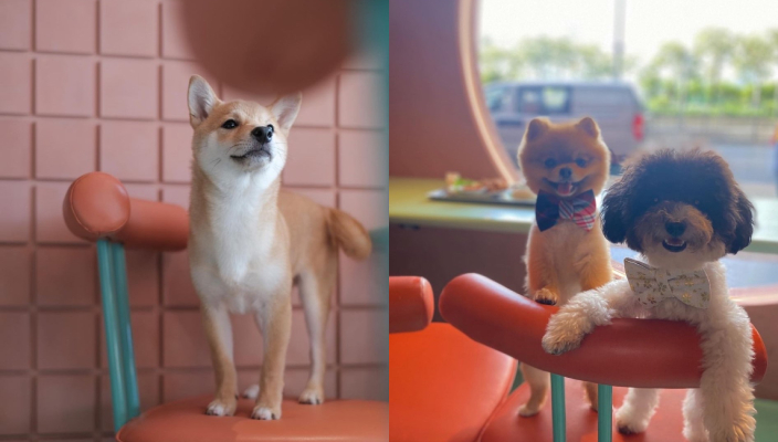 狗狗好去處、寵物友善餐廳、寵物cafe